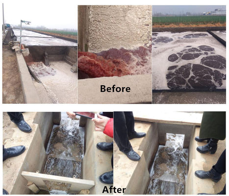 Planta de abate de aves de capoeira Halal de 1200 kg para processamento avançado de bovinos, ovinos e frangos